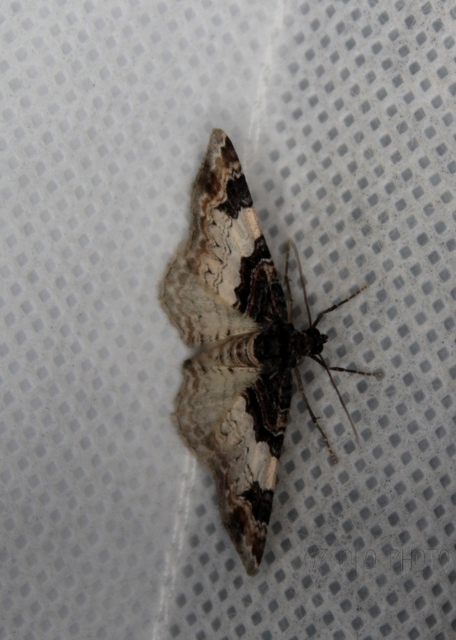 Catarhoe cuculata - csuklyás tarkaaraszoló