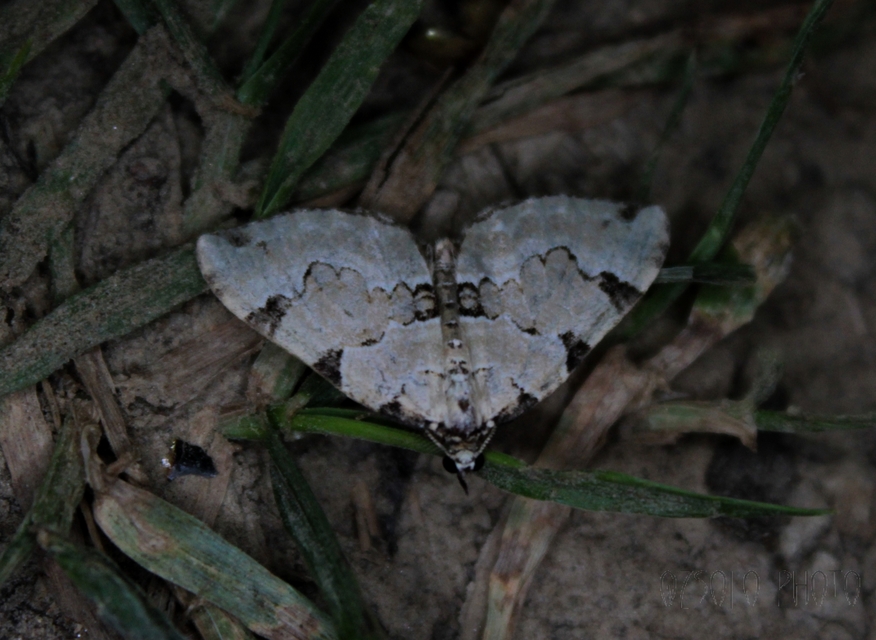 Colostygia pectinataria - zöld levélaraszoló