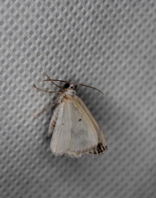Lomographa temerata - foltos fehéraraszoló
