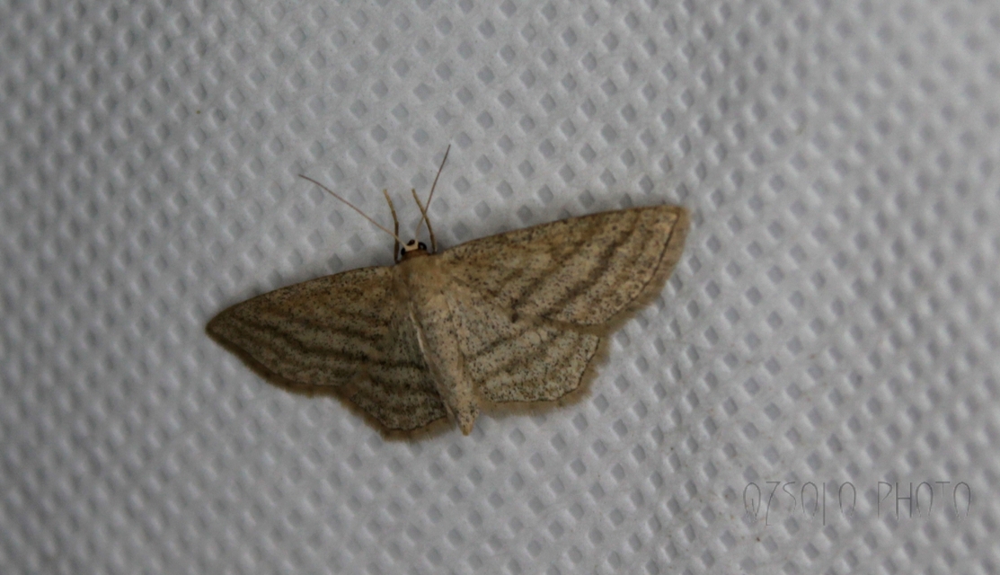 Scopula virgulata - vesszős sávosaraszoló