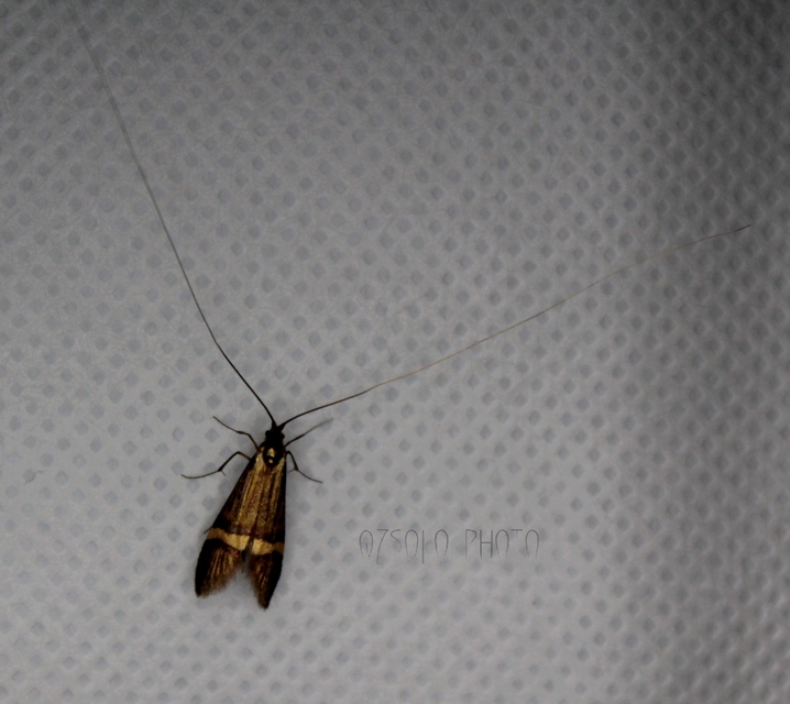 Nemophora degeerella - pompás tőrösmoly