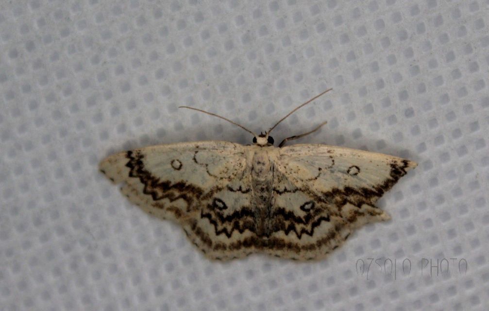 Cyclophora annularia - gyűrűs pettyesaraszoló