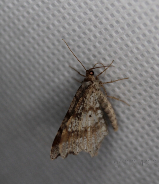 Macaria alternata - közönséges szürkearaszoló