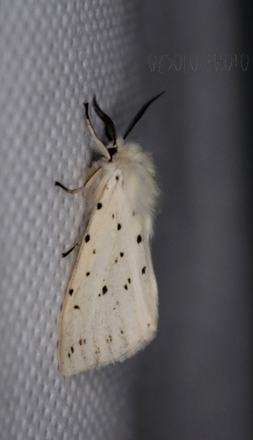 Spilosoma lubricipedum - tejszínű medvelepke