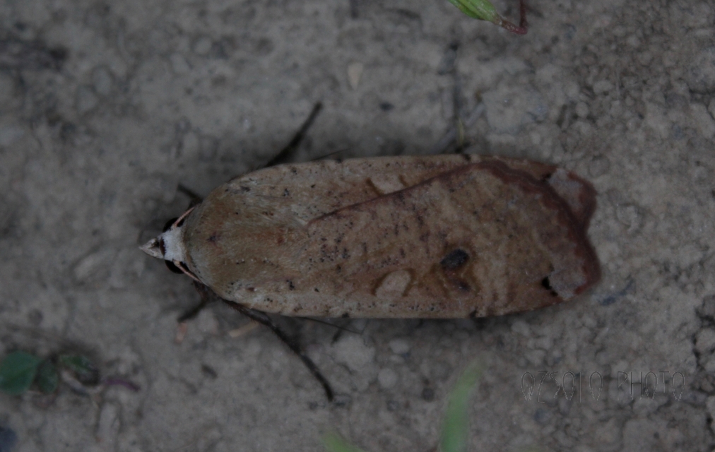Noctua pronuba - nagy sárgafűbagoly
