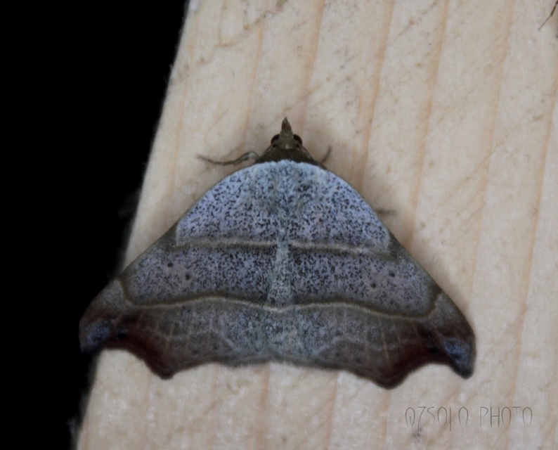 Laspeyria flexula - zuzmóbagoly