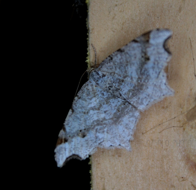 Macaria alternata - közönséges szürkearaszoló