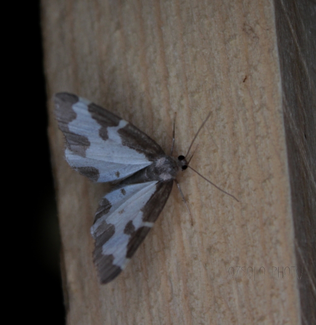 Lomaspilis marginata - szegélyes nyárfaaraszoló