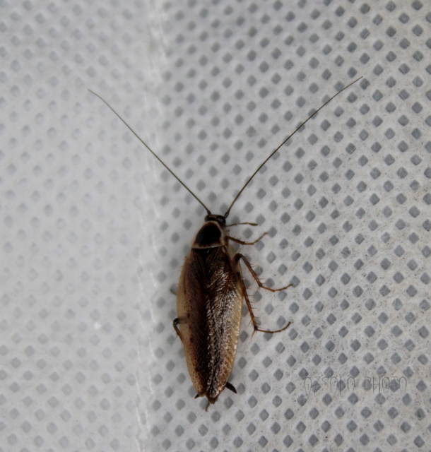 Ectobius sylvestris - fekete erdeicsótány