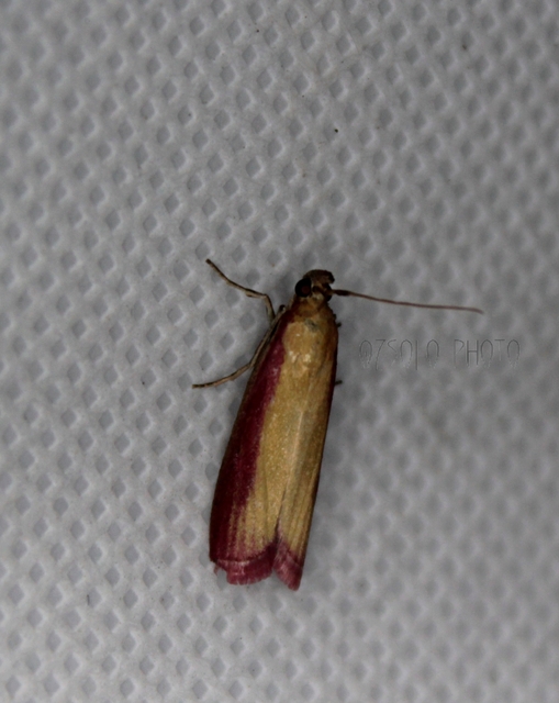 Oncocera semirubella - lucernamoly