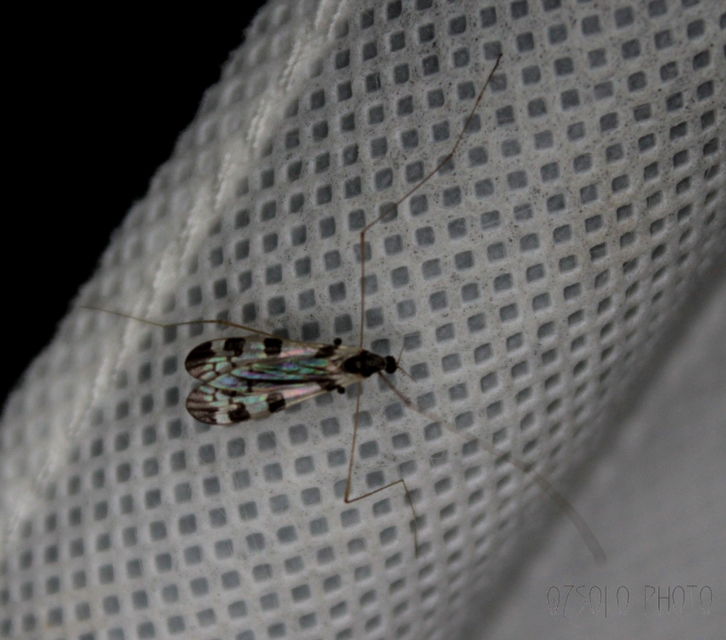 Dicranomyia ornata