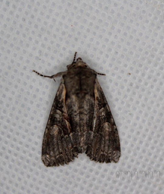 Lacanobia thalassina - borbolya-kertibagoly