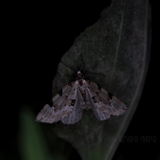 Colostygia pectinataria - zöld levélaraszoló