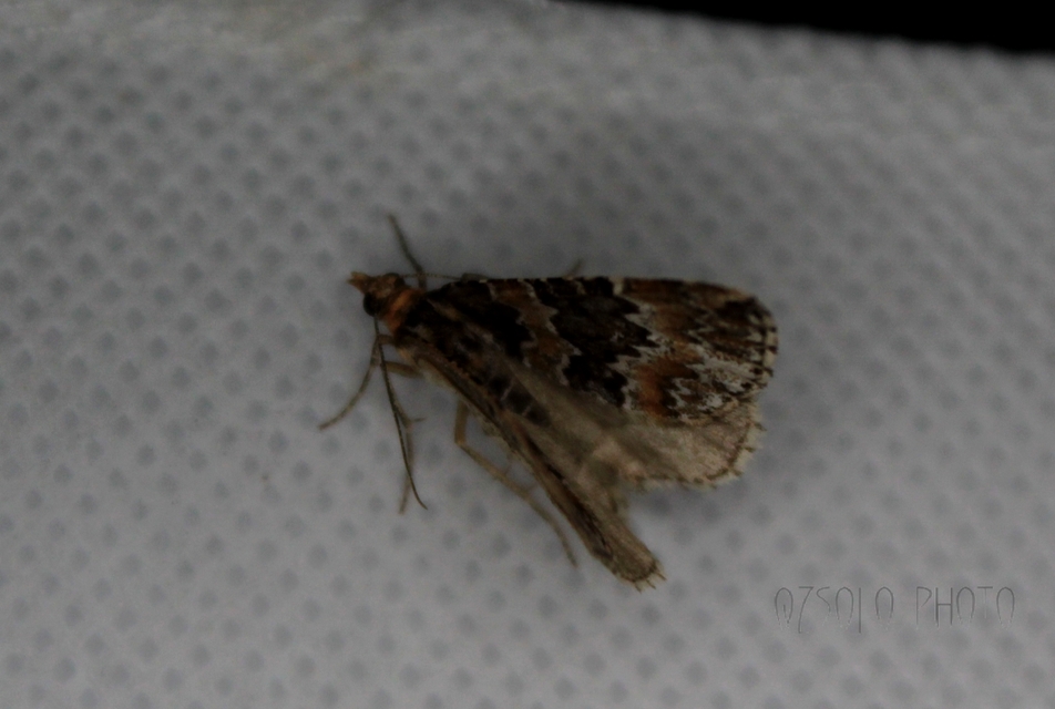 Electrophaes corylata - mogyoró-araszoló