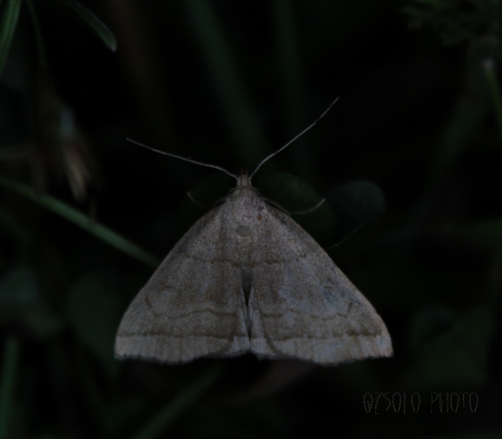 Herminia tarsicrinalis - szőröslábú karcsúbagoly