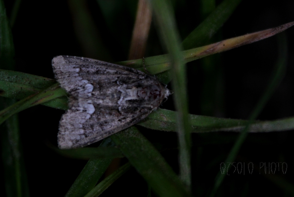 Oligia strigilis - kormos dudvabagoly