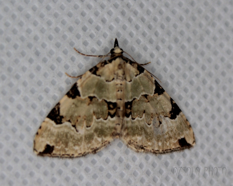Colostygia pectinataria - zöld levélaraszoló