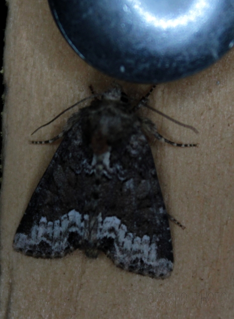Oligia strigilis - kormos dudvabagoly