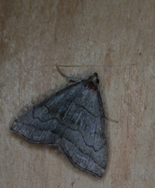 Herminia tarsicrinalis - szőröslábú karcsúbagoly