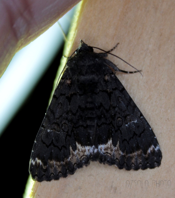 Catephia alchymista - fekete övesbagoly