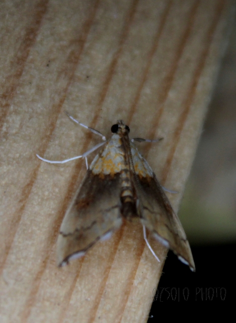 Agrotera nemoralis - ligeti tűzmoly