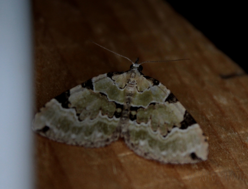 Colostygia pectinataria - zöld levélaraszoló