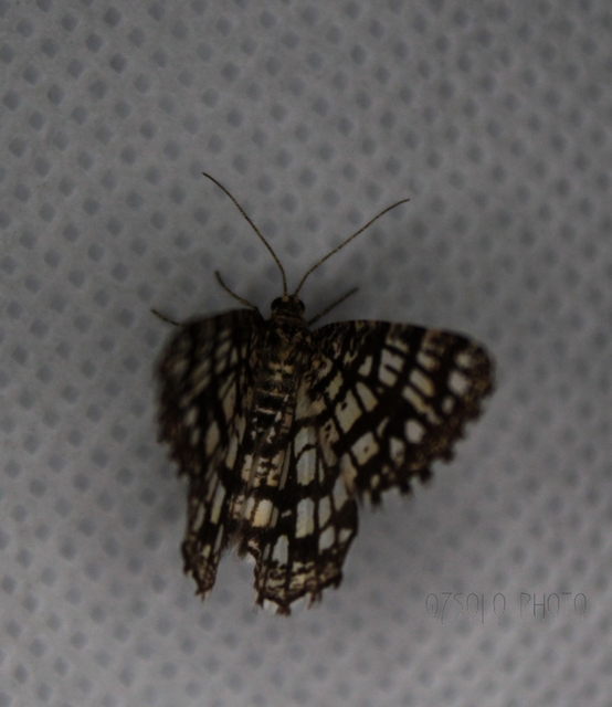 Chiasmia clathrata - rácsos rétiaraszoló