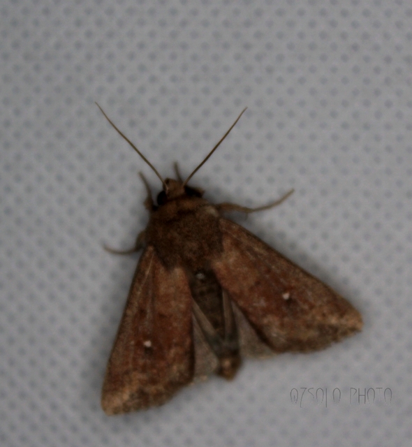 Mythimna albipuncta - fehérpettyes rétibagoly