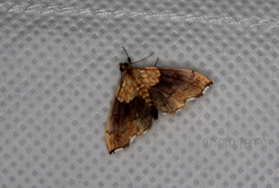 Agrotera nemoralis - ligeti tűzmoly