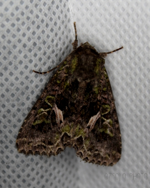 Trachea atriplicis - nyári zöldbagoly