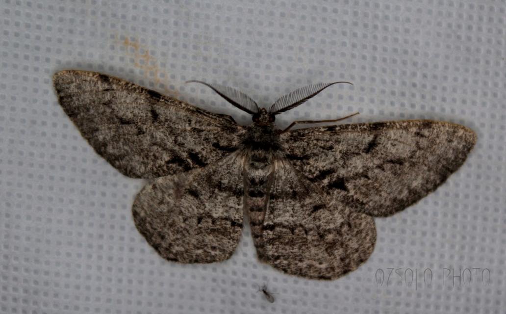 Hypomecis roboraria - nagy tölgyfaaraszoló