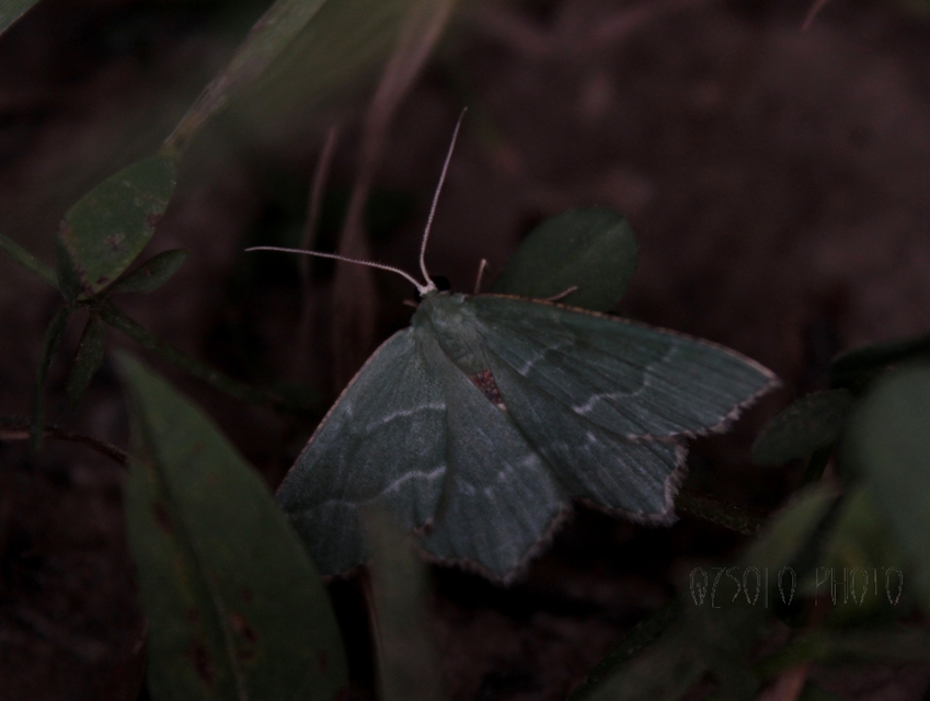 Hemithea aestivaria - nyír-zöldaraszoló