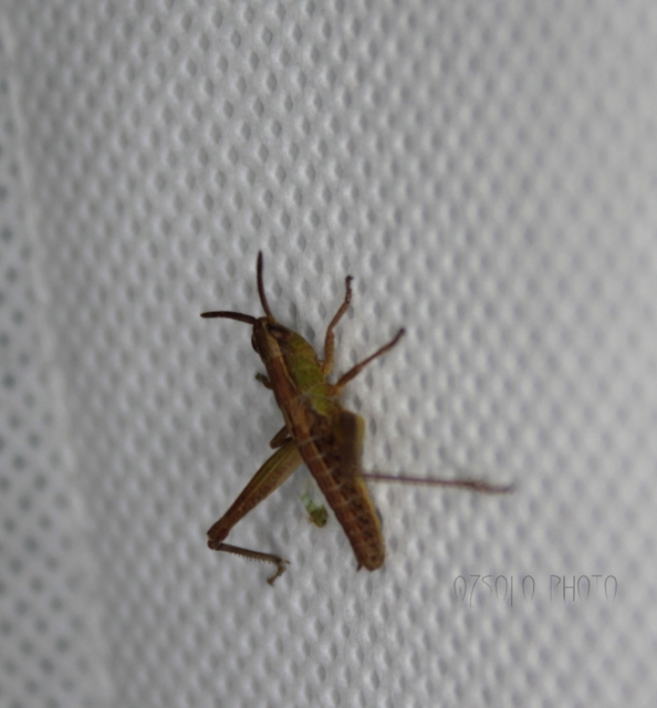 Pseudochorthippus parallelus - közönséges rétisáska