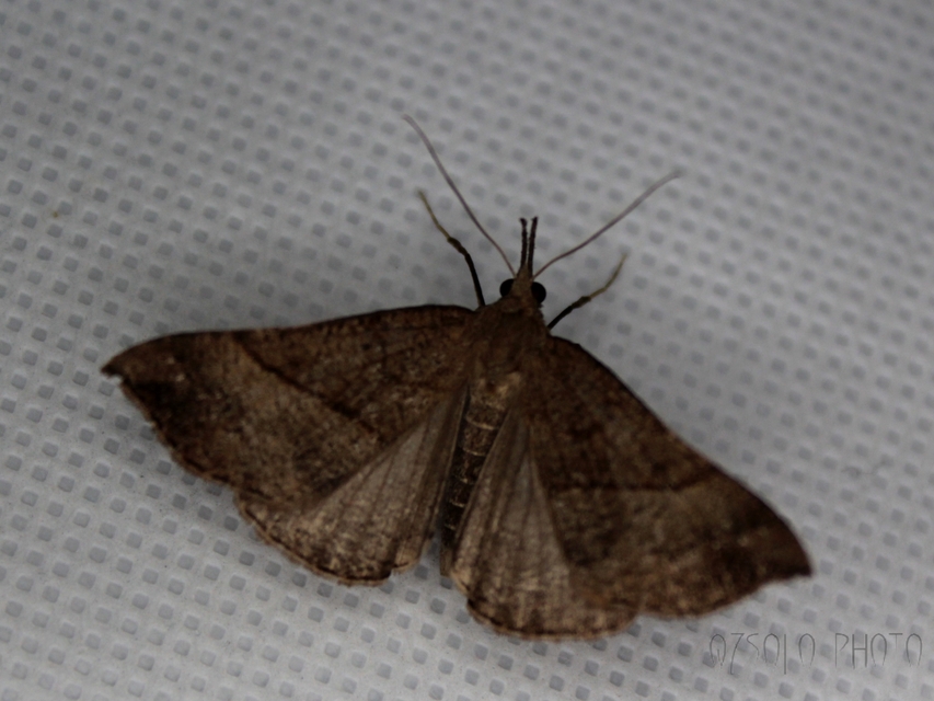 Hypena proboscidalis - ormányos karcsúbagoly