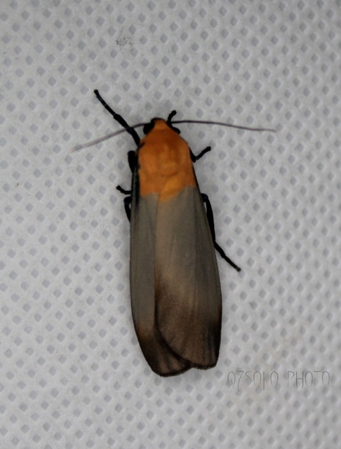 Lithosia quadra - négypettyes zuzmószövő