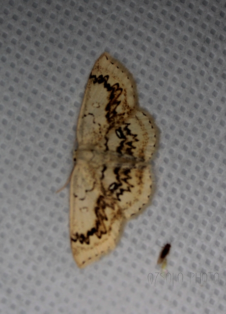 Cyclophora annularia - gyűrűs pettyesaraszoló