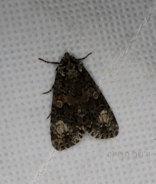 Craniophora ligustri - fagyalbagoly