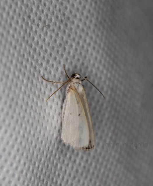 Lomographa temerata - foltos fehéraraszoló