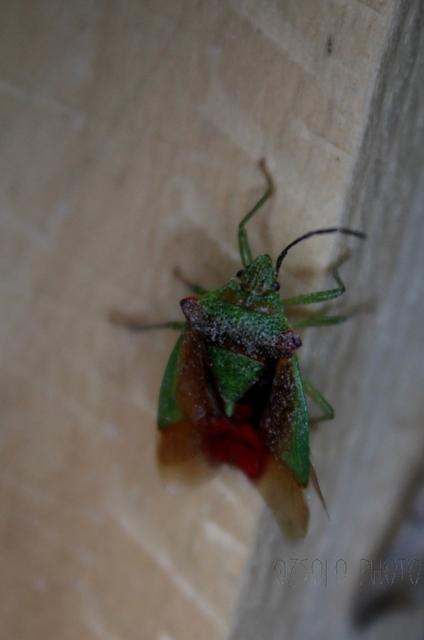 Acanthosoma haemorrhoidale - nagy dajkapoloska Acanthosoma haemorrhoidale - nagy dajkapoloska
