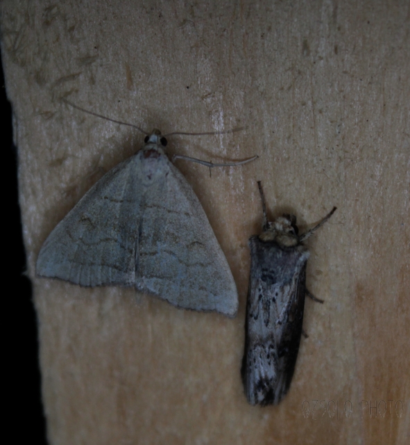 Herminia tarsicrinalis - szőröslábú karcsúbagoly