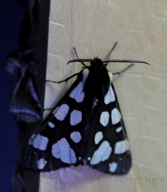 Arctia villica - fekete medvelepke
