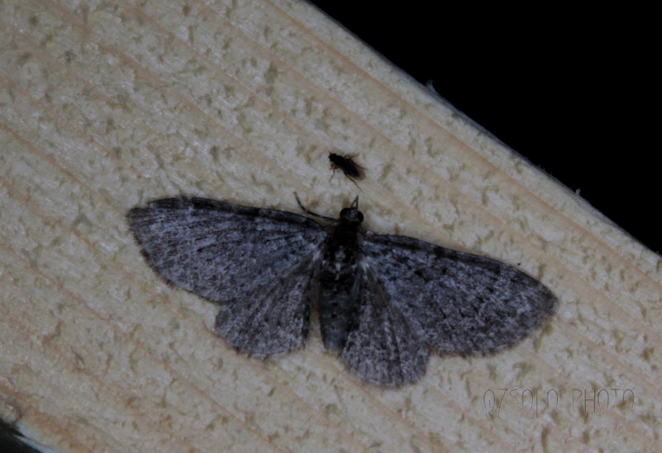 Pasiphila chloerata - hamvas törpearaszoló