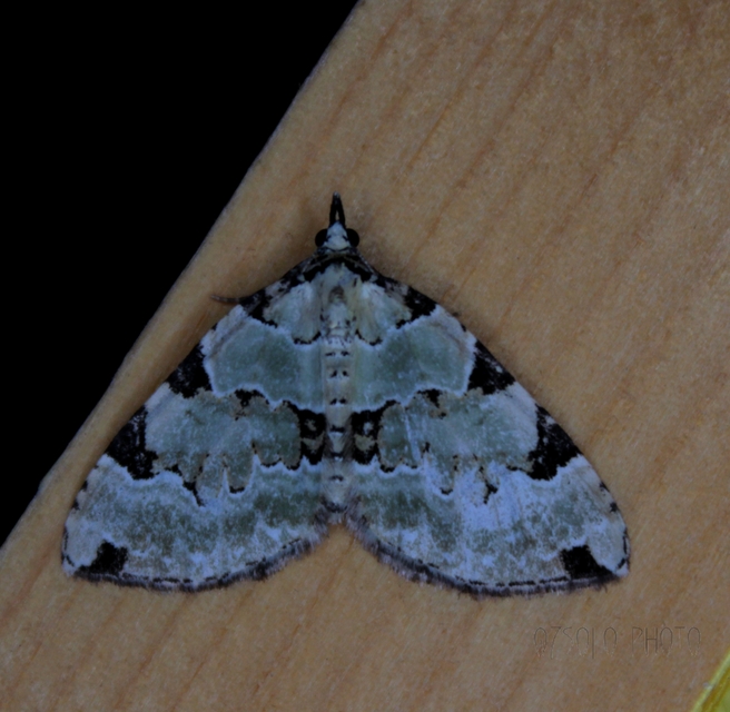 Colostygia pectinataria - zöld levélaraszoló
