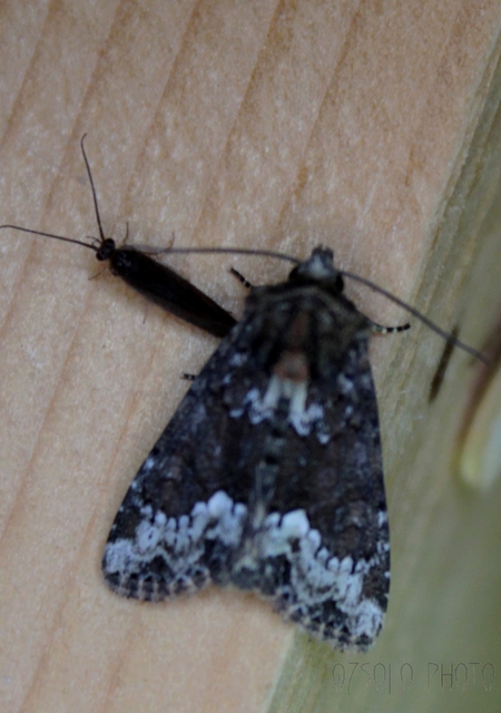 Oligia strigilis - kormos dudvabagoly
