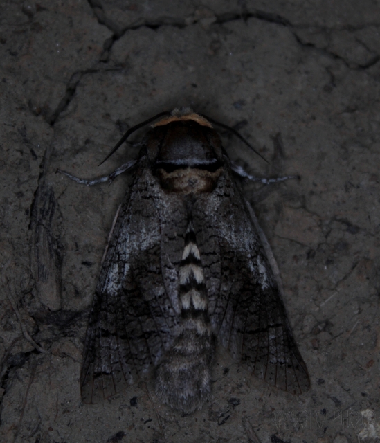 Cossus cossus - fűzfarontólepke