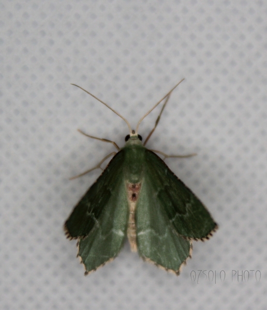 Hemithea aestivaria - nyír-zöldaraszoló