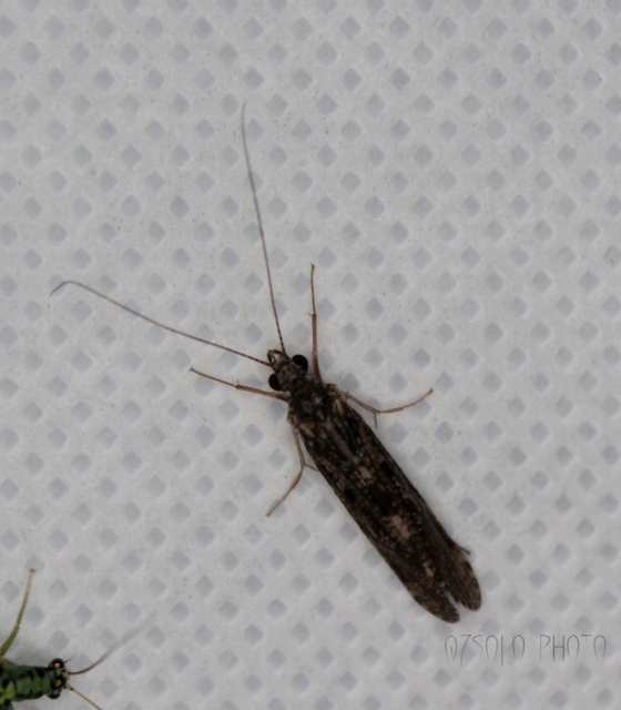 Trichoptera - Tegzesek