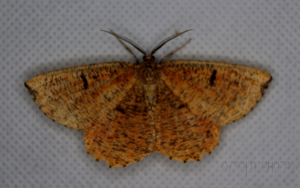 Angerona prunaria - sárga kökényaraszoló