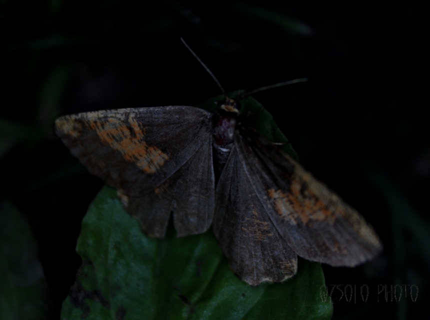 Angerona prunaria - sárga kökényaraszoló