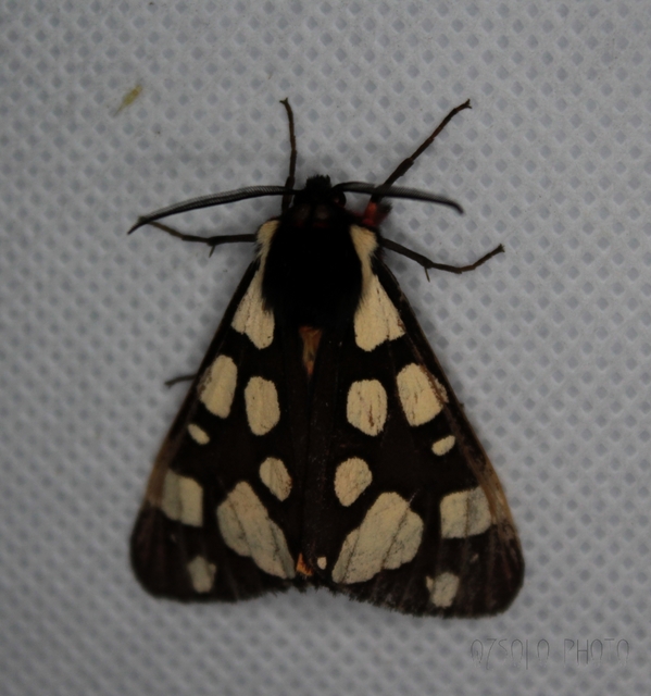 Arctia villica - fekete medvelepke